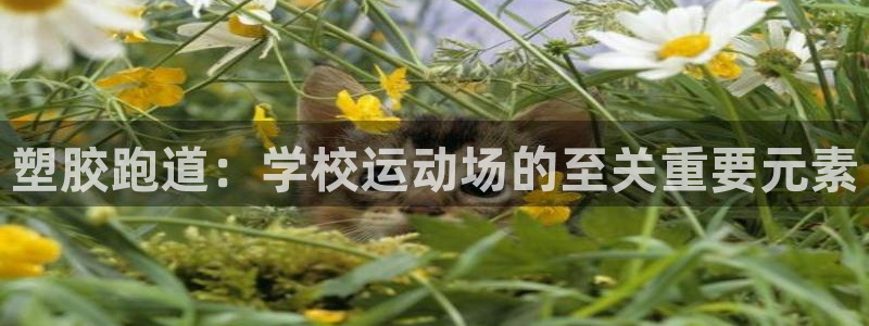 77814红足1世：塑胶跑道：学校运动场的至关重要元素