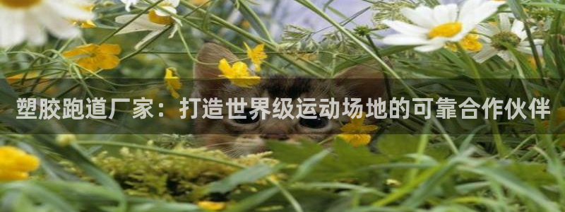 红足网足球直播：塑胶跑道厂家：打造世界级运动场地的可靠合作伙伴