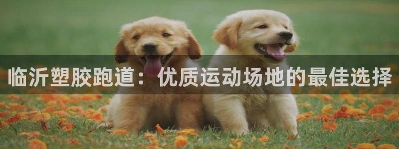 红足1世手足球比分：临沂塑胶跑道：优质运动场地的最佳选择